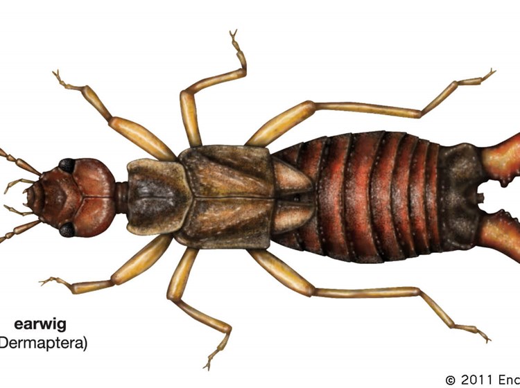 How the earwig got its name | ENT & Audiology News