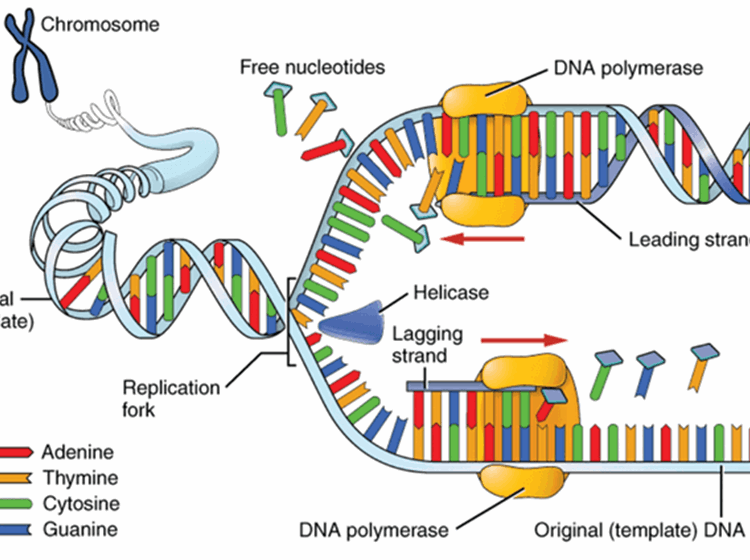 the structure and function of dna ent audiology news