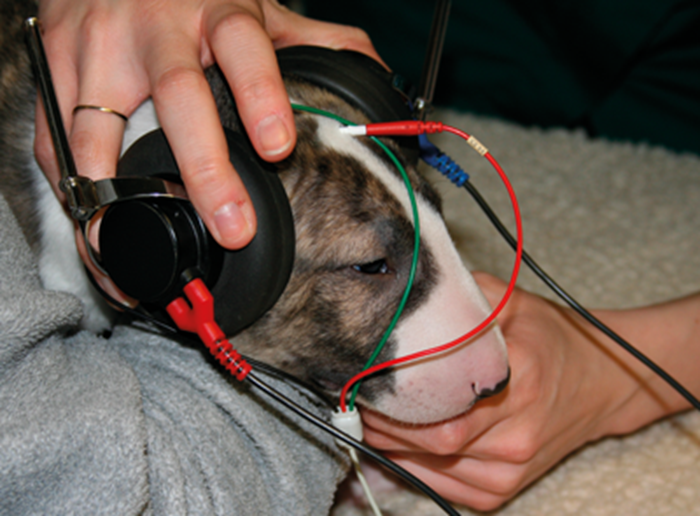 Canine hearing testing and the role of otoacoustic emission tests ENT