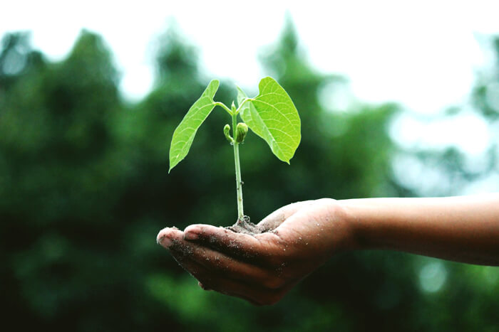 Photo of someone holding a plant