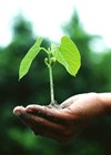 Photo of someone holding a plant