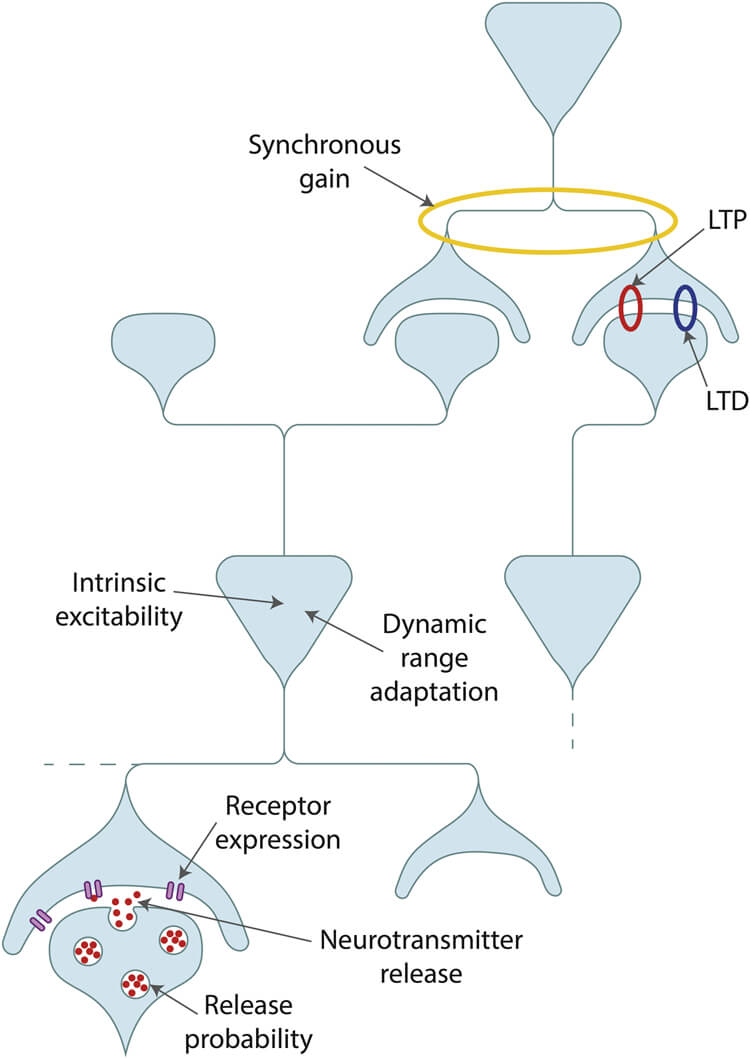 Diagram showing mechanisms of gain.