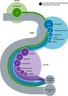 Diagram showing population attributable fraction of potentially modifiable risk factors for dementia.