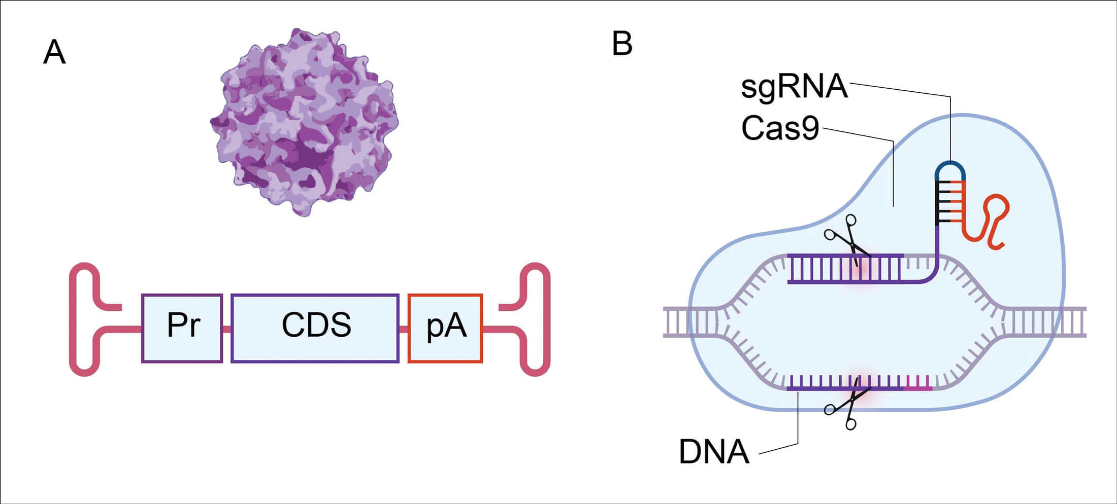 Graphic showing approaches used in gene therapy for hearing loss.