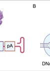 Graphic showing approaches used in gene therapy for hearing loss.