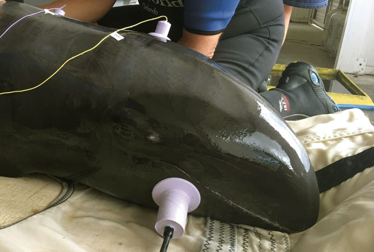 Photo showing AEP hearing test conducted with a pygmy sperm whale neonate undergoing treatment and rehabilitation at SeaWorld San Diego