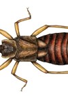 Illustration of earwig.