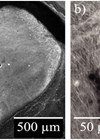 Confocal microscopy image of guinea pig RWM and higher magnification image near the perforation. 