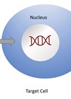 Diagram showing Viral vectors in gene therapy.