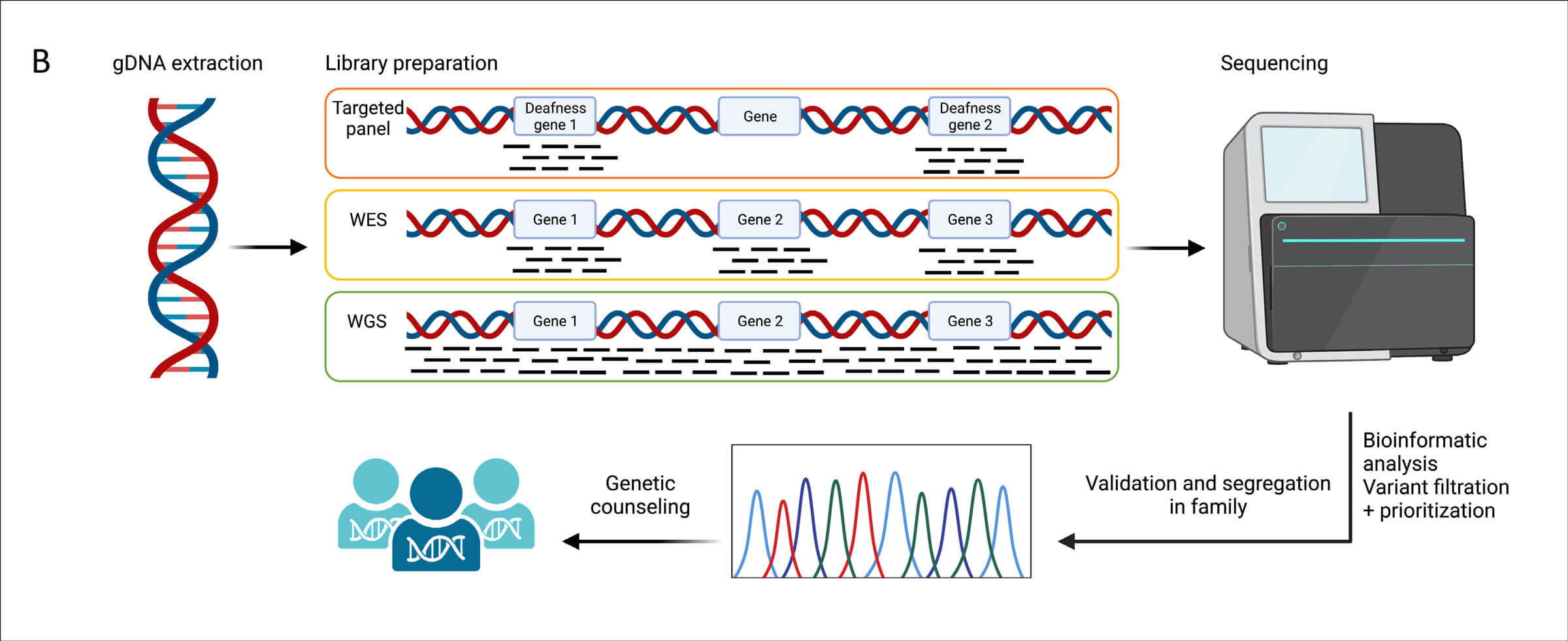 Diagram depicting the pipeline of next generation sequencing-based genetic testing in hearing loss diagnosis. 