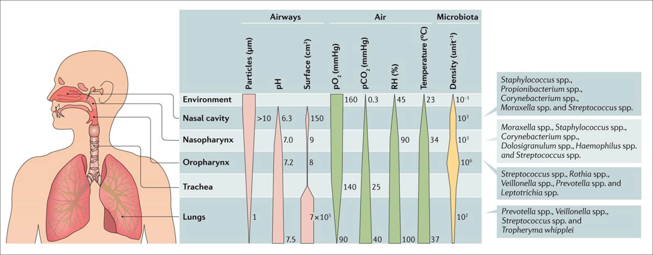 Diagram demonstrating microenvironment and microbiota. 