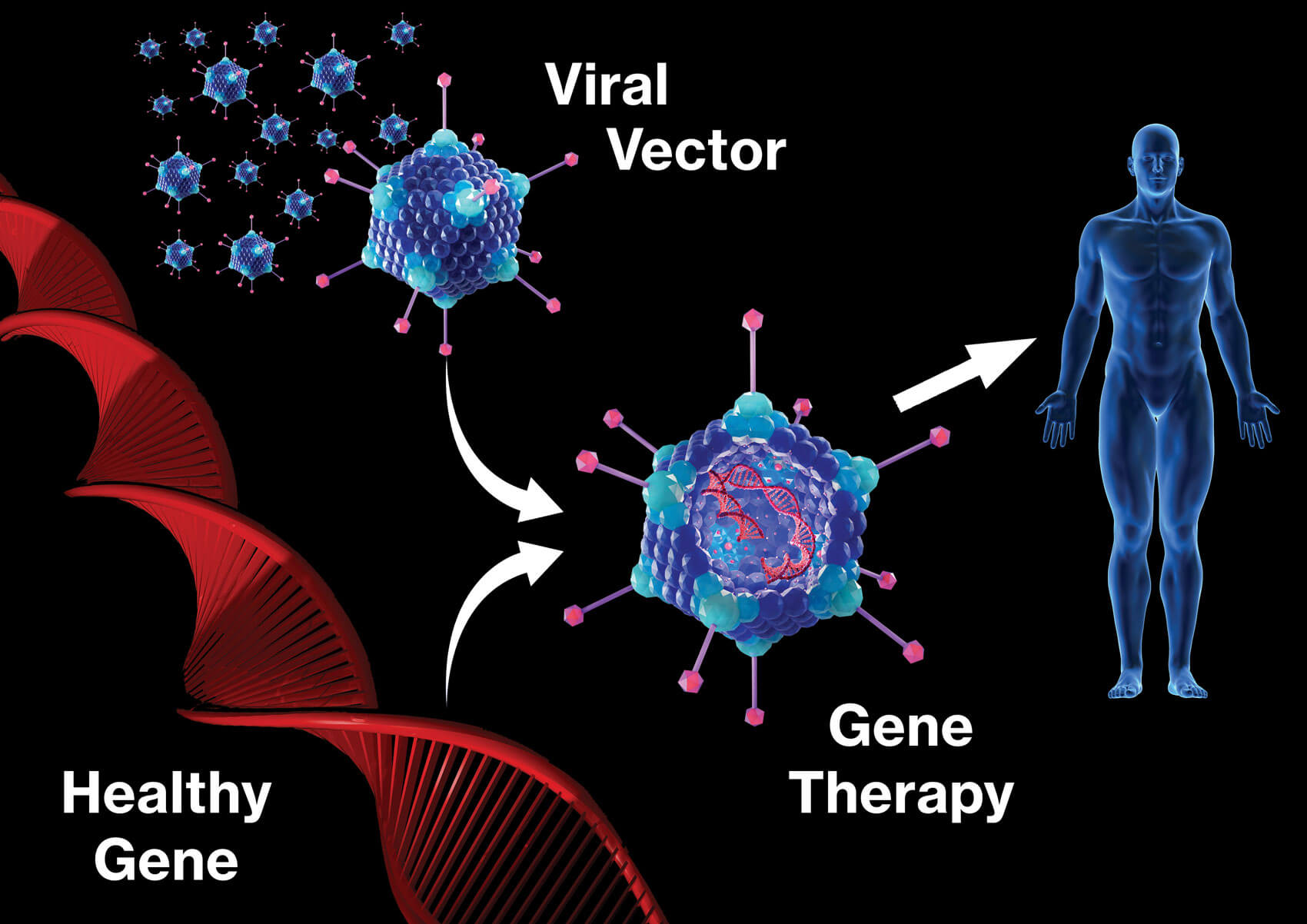 Graphic image showing how gene therapy works.