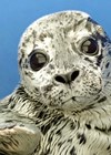 Photo of seal.