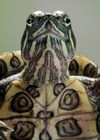 Photo of terrapin.