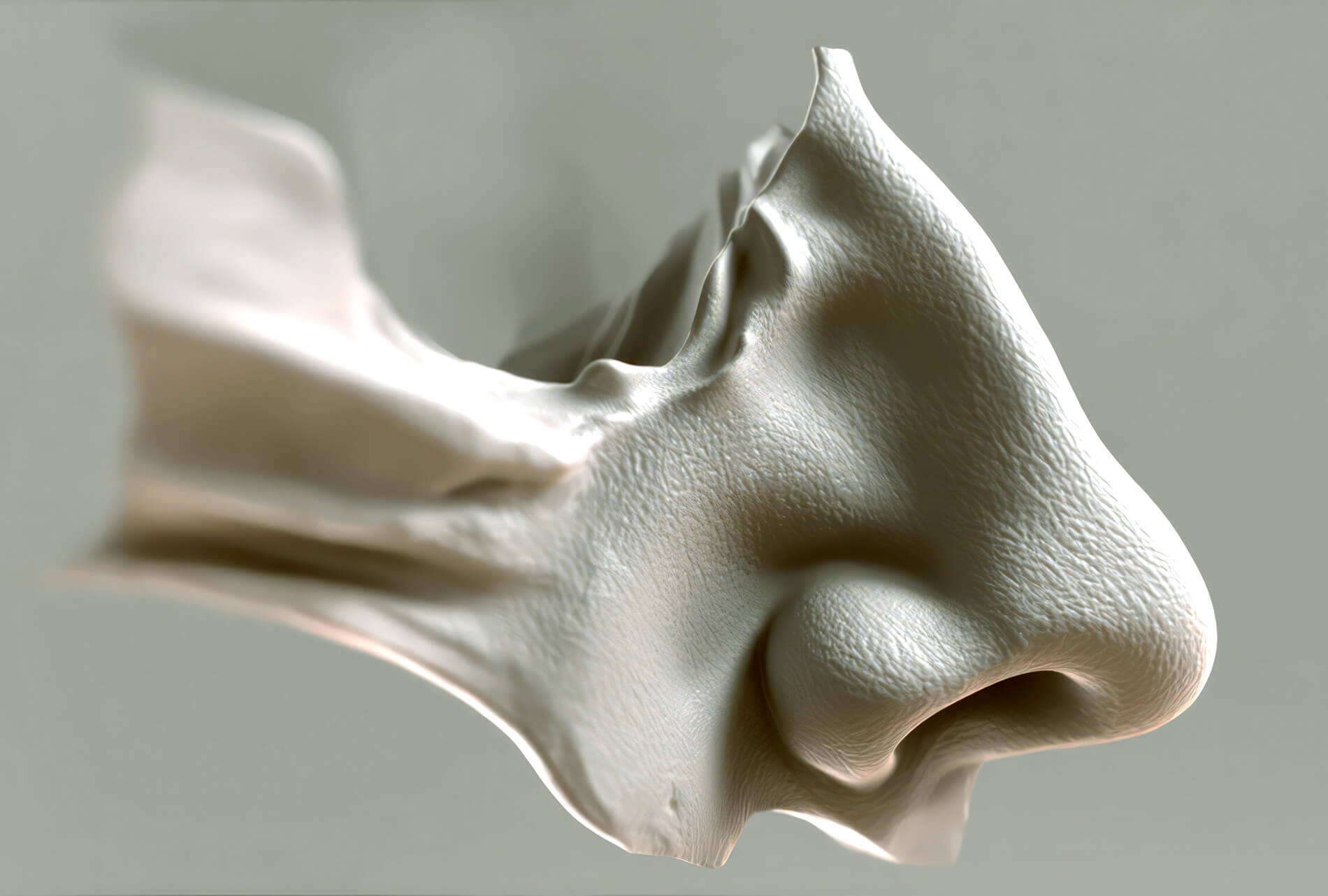 Photo of nose structure.