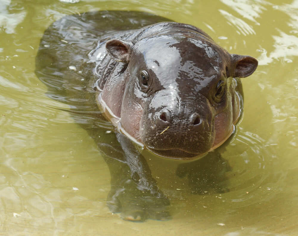 Photo of hippopotamus.