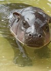 Photo of hippopotamus.