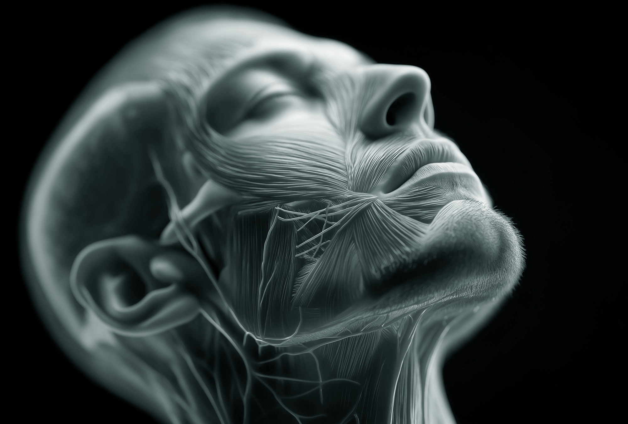 Image showing structure of face.