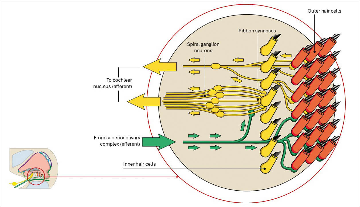 Diagram showing innervation of the cochlea. 