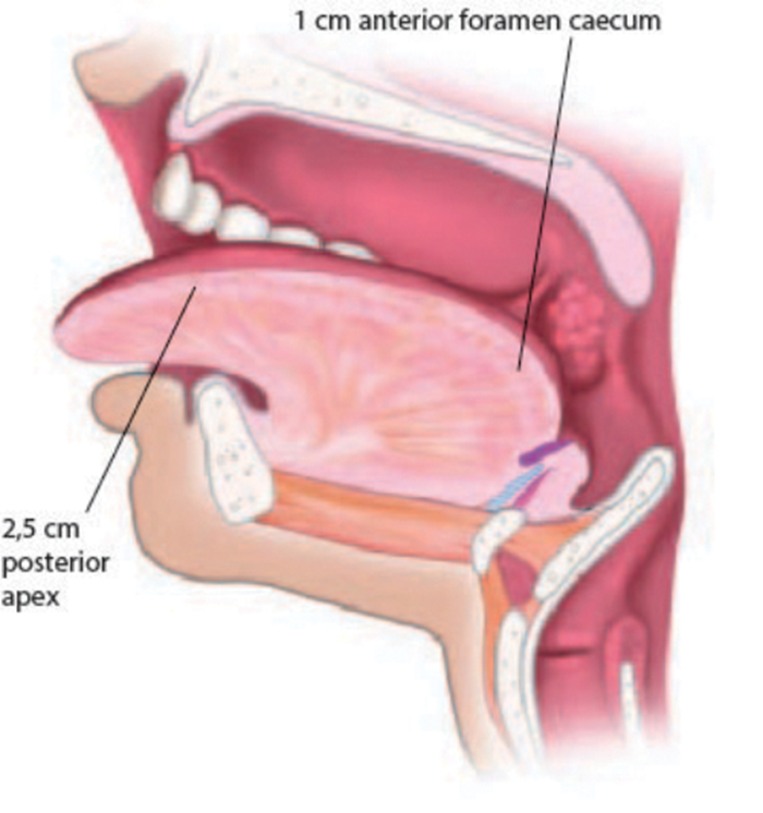 The Tongue Anatomy