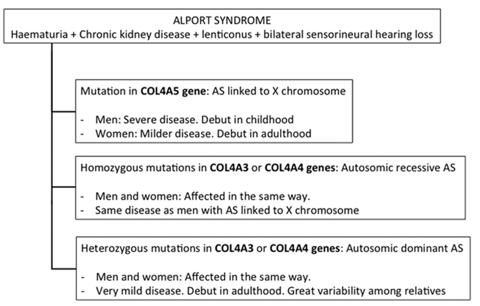 alport syndrom