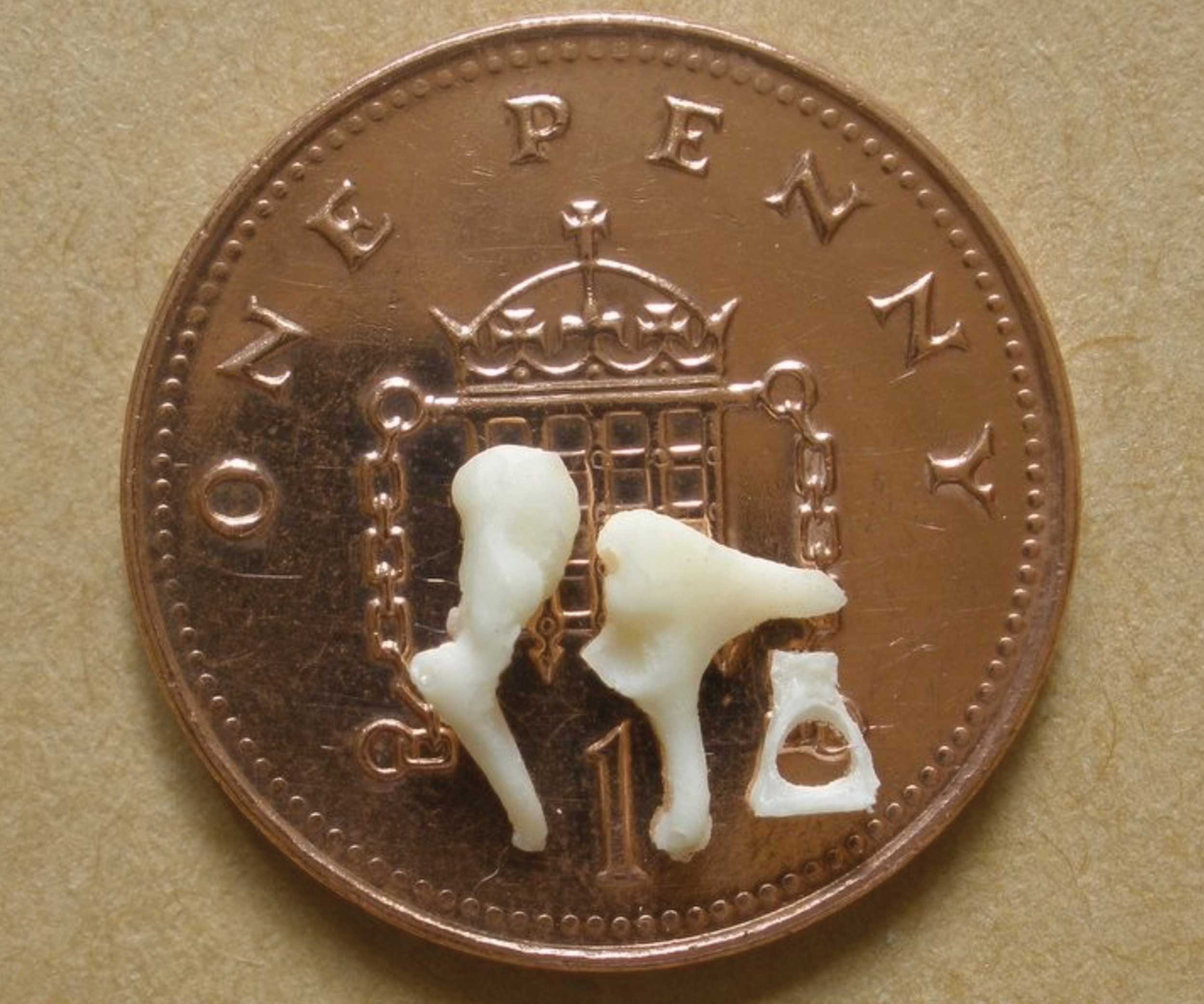 Photo showing a set of ossicles.